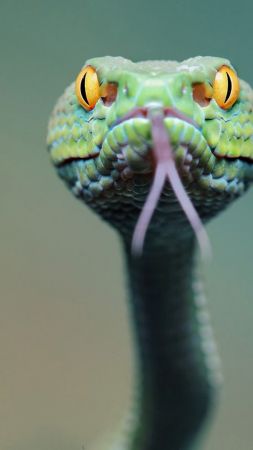 змея (vertical)