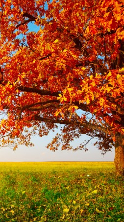 осень, дерево (vertical)