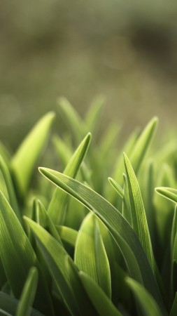 трава, зеленый (vertical)