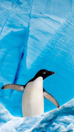 пингвин, лед, зима (vertical)