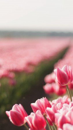 Тюльпан, 4k, HD, весна, цветок, поле (vertical)