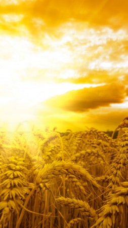 Пшеница, 5k, 4k, колосья, солнце, небо, желтый (vertical)