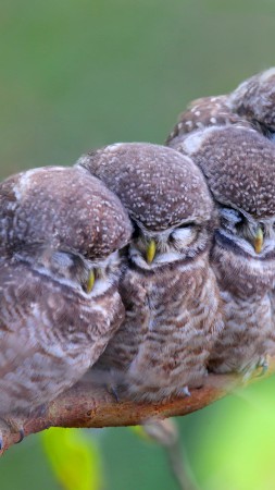 Пятнистая сова, совы, птицы, мама, малыши, милые животные (vertical)