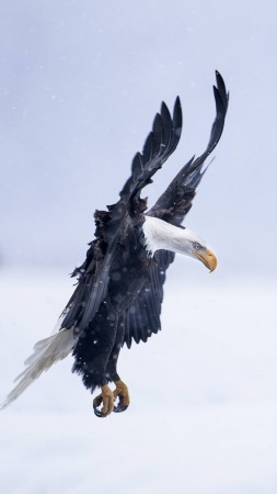 Орел, 5k, 4k, Аляска, полет, зима, снег (vertical)