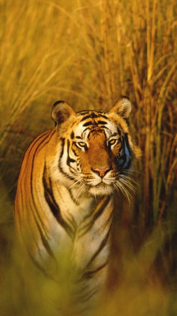 Бенгальский тигр, тигр, охотник, хищник (vertical)