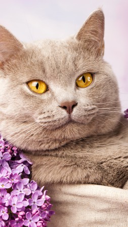 Британский кот, милые животные, сиреневый (vertical)