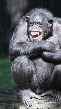шимпанзе, пара, милые животные, обезъяна, забавный (vertical)