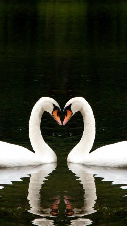 Лебедь, пара, озеро, милые животные, любовь (vertical)