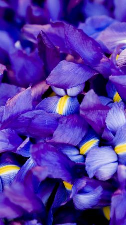 Ирис, 5k, 4k, макро, цветы, фиолетовый (vertical)