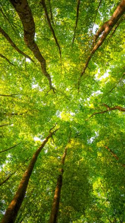 Деревья, 5k, 4k, 8k, солнечный свет, листья, лес, ветки (vertical)
