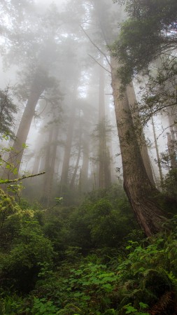 туман, 4k, HD, лес, зелень, растения (vertical)