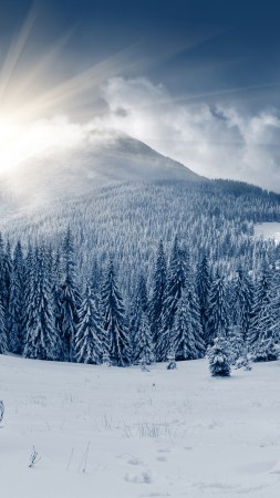 зимний лес, 5k, 4k, гора, солнце, снег, елки (vertical)