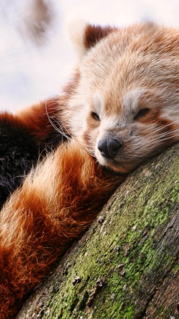 Красная панда, лежит, спит, зоопарк, зима, животное, животные (vertical)