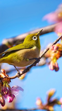 японская птичка, птица, белый глаз, природа, цветы, сакура, весна, голубое небо (vertical)