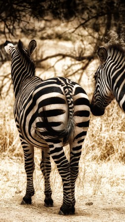 зебра, Серенгети, саванна, дикая природа (vertical)