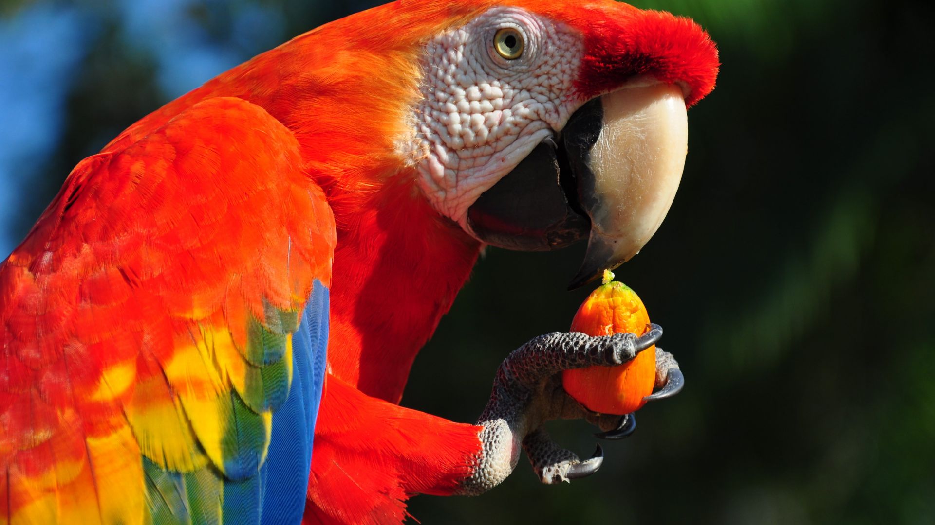 Попугай Ара, тропические птицы, Macaw parrot, tropical bird (horizontal)