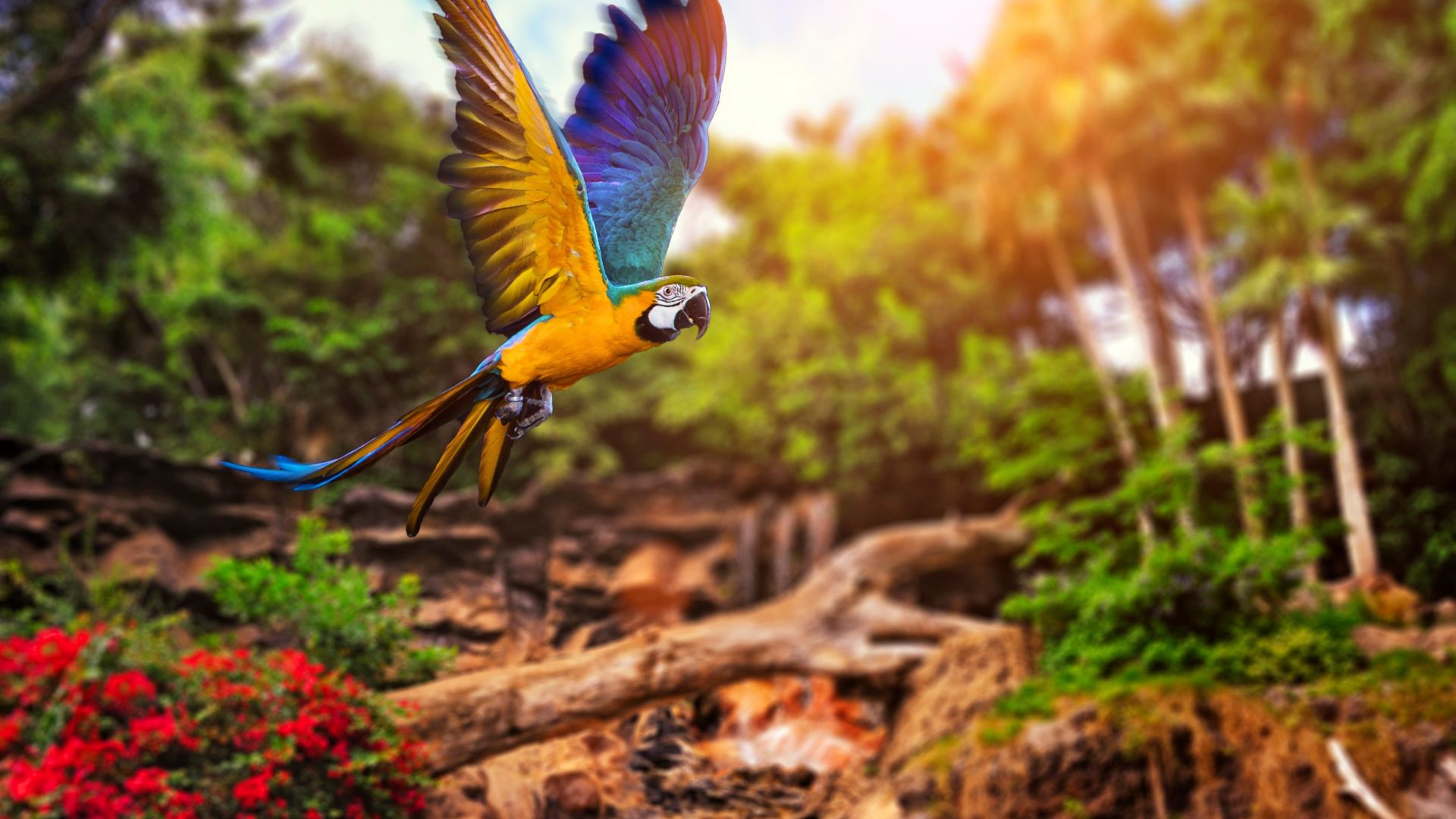 летящий попугай, желтый, синий, flying parrot, yellow, blue (horizontal)