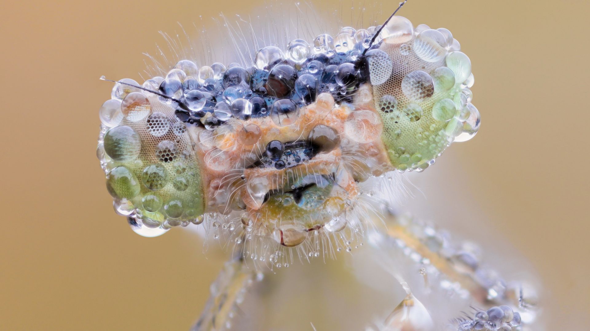 стрекоза, макро, глаза, eye, drops, macro, dew, dragonfly (horizontal)