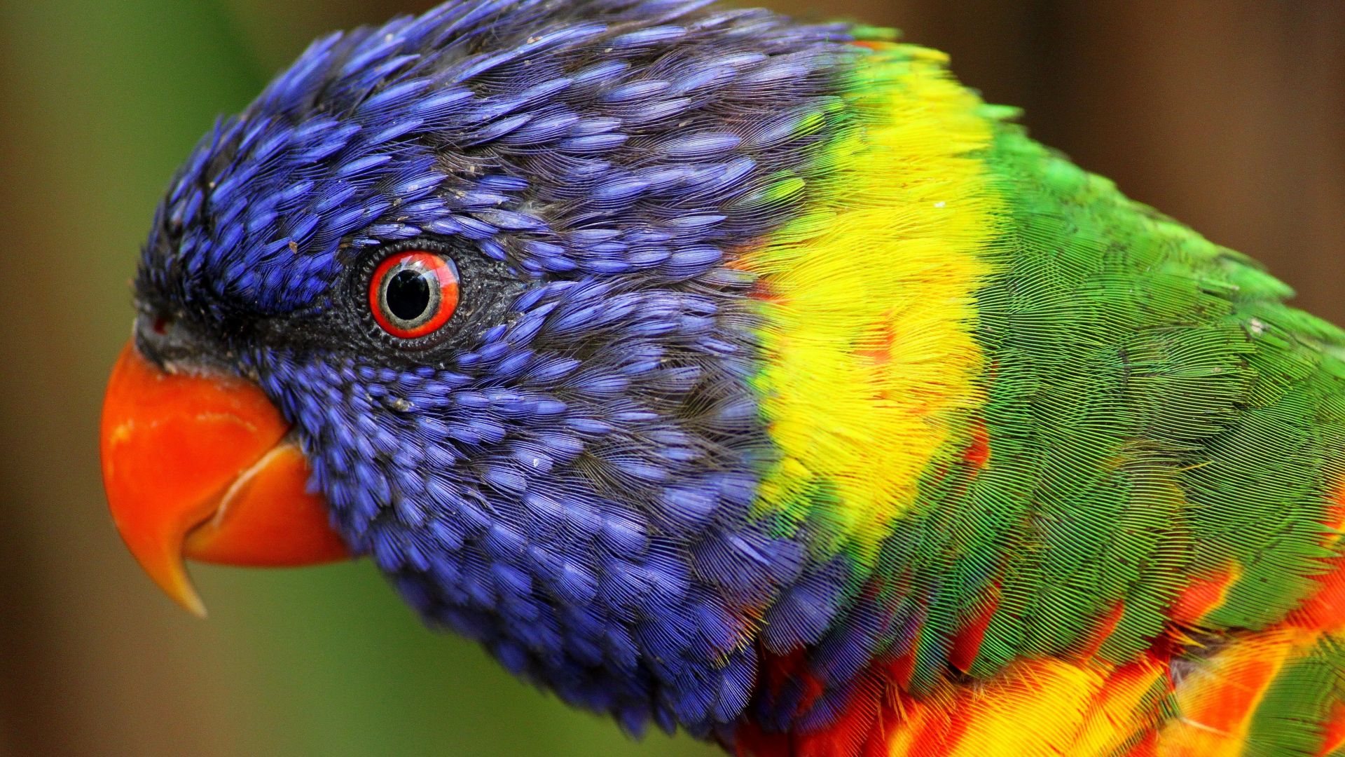 радужный попугай, экзотические птицы, rainbow parrot, beautiful, colorful animals, exotic birds (horizontal)