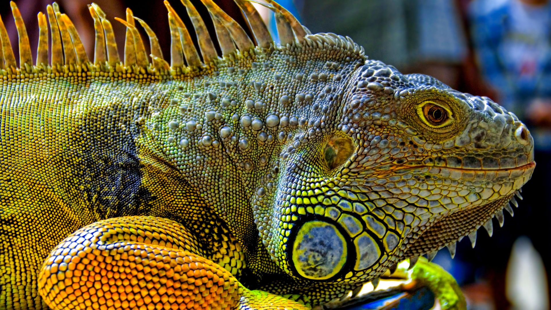 Зеленая Игуана, рептилии, ящерица, Green Iguana, reptiles, nature, lizard (horizontal)