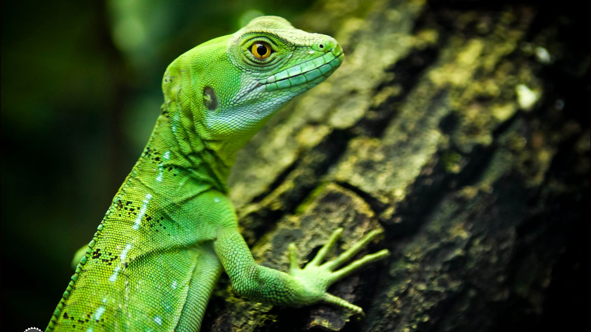 ящерица, зеленая, глаз, рептилии, lizard, close-up, green, eyes, reptilies (horizontal)