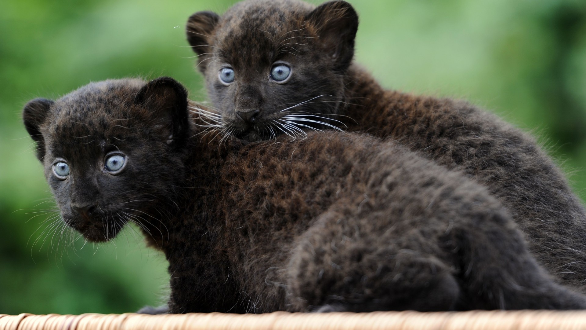 пантера, детеныш, кошки, котята, черная кошка, мех, голубые глаза, природа, Panther, Cub, Cats, Kittens, black cat, fur, blue eyes, nature (horizontal)