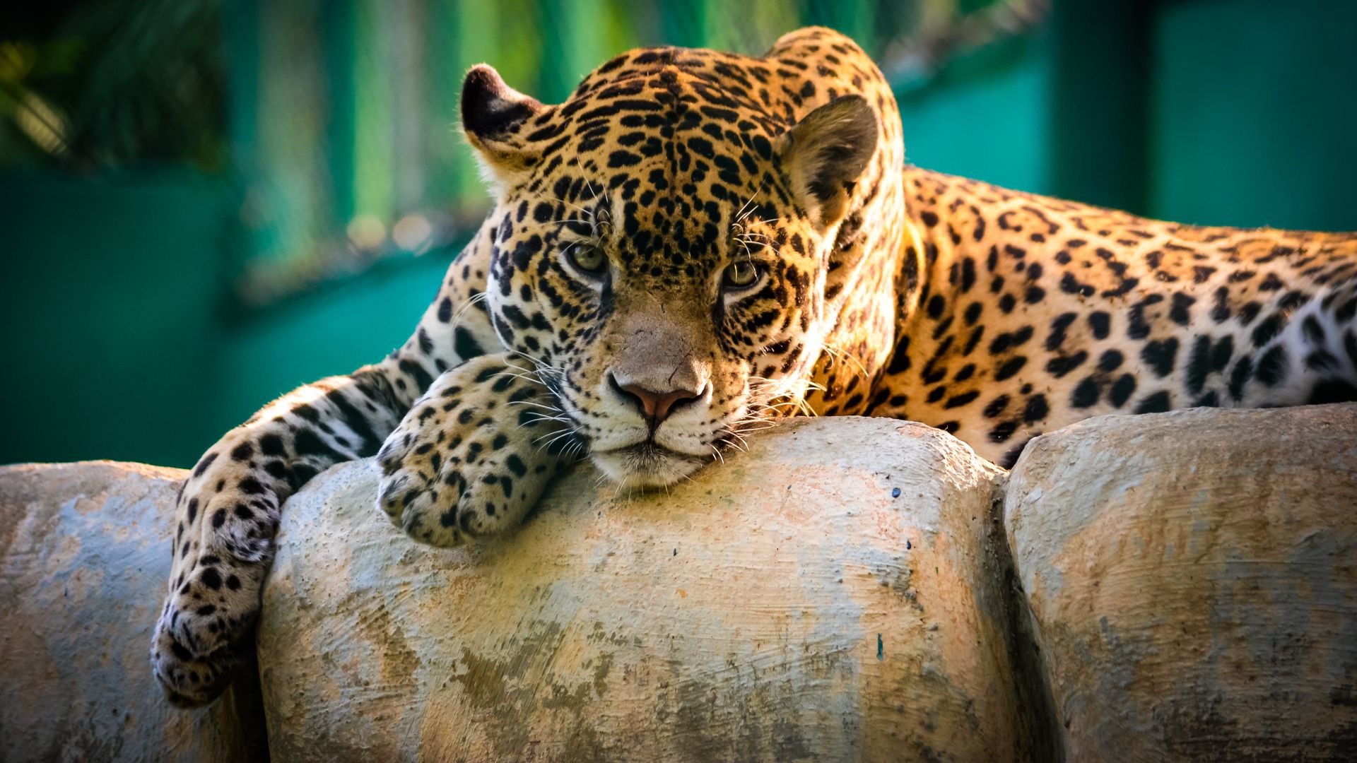 ягуар, дикая кошка, грустное лицо, jaguar, wild, cat, sad face (horizontal)
