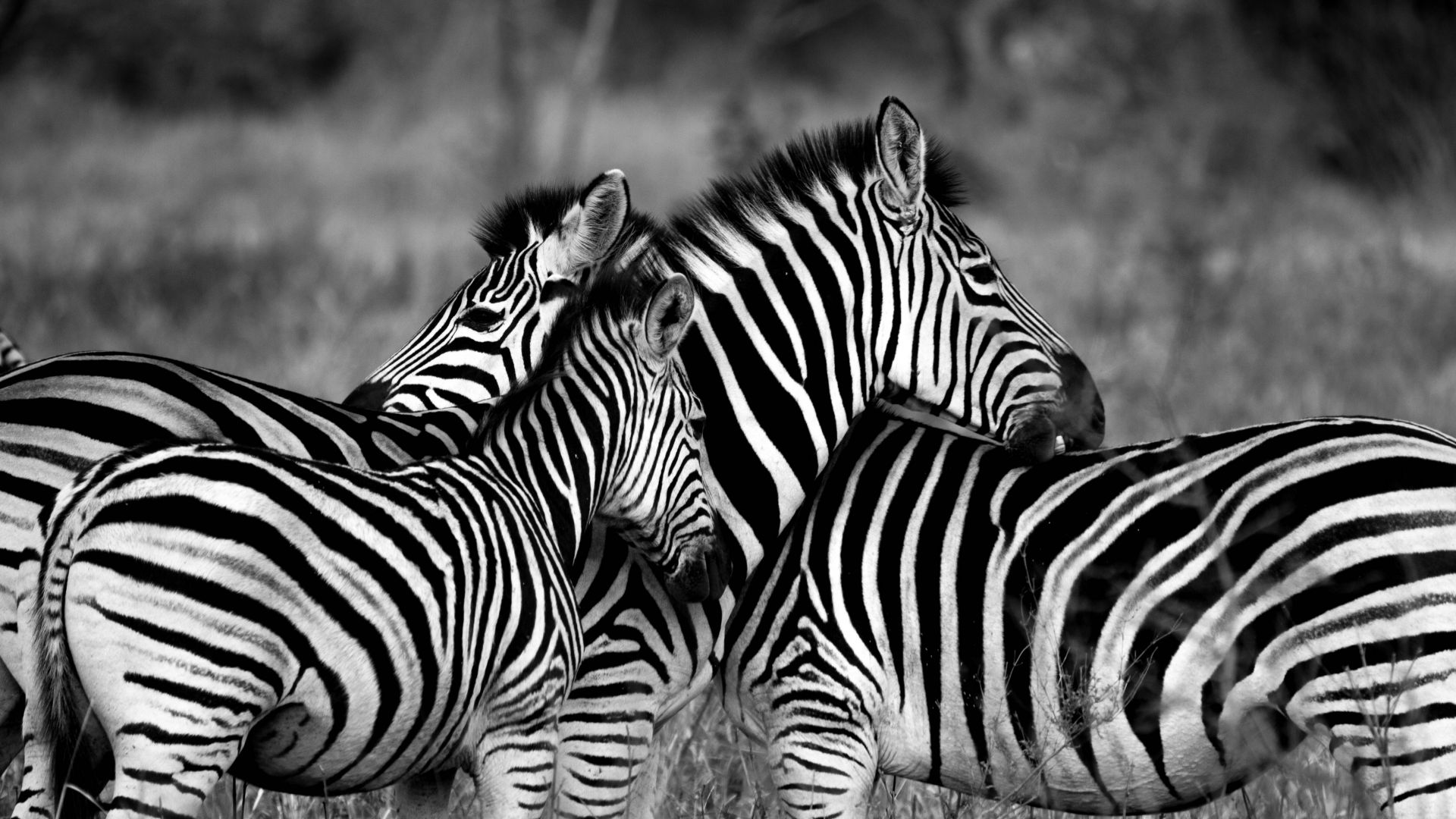 Зебра, Zebra, Black & White (horizontal)