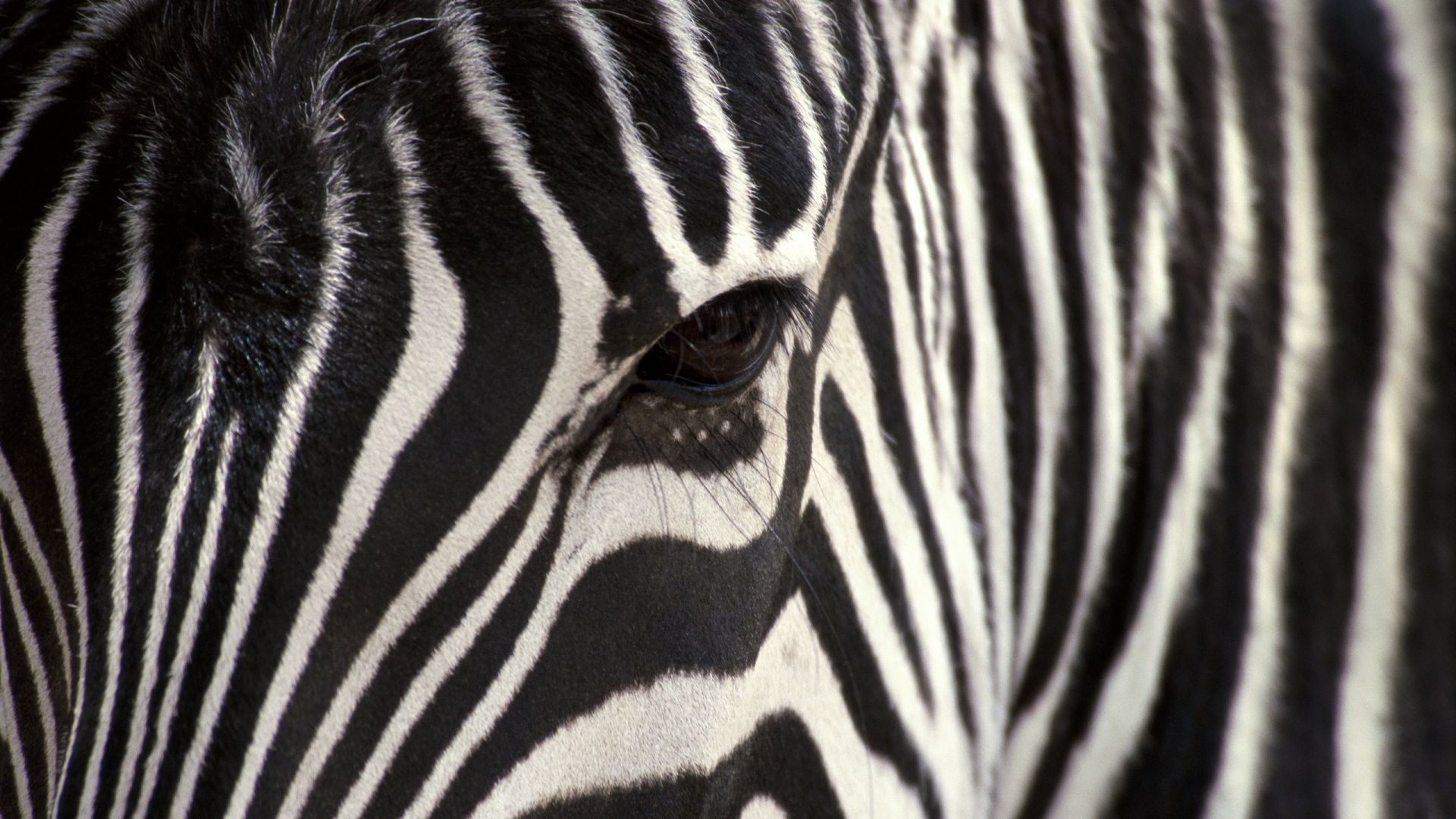 Зебра, черное и белое, глаз, Zebra, Black & White, eye, strips (horizontal)