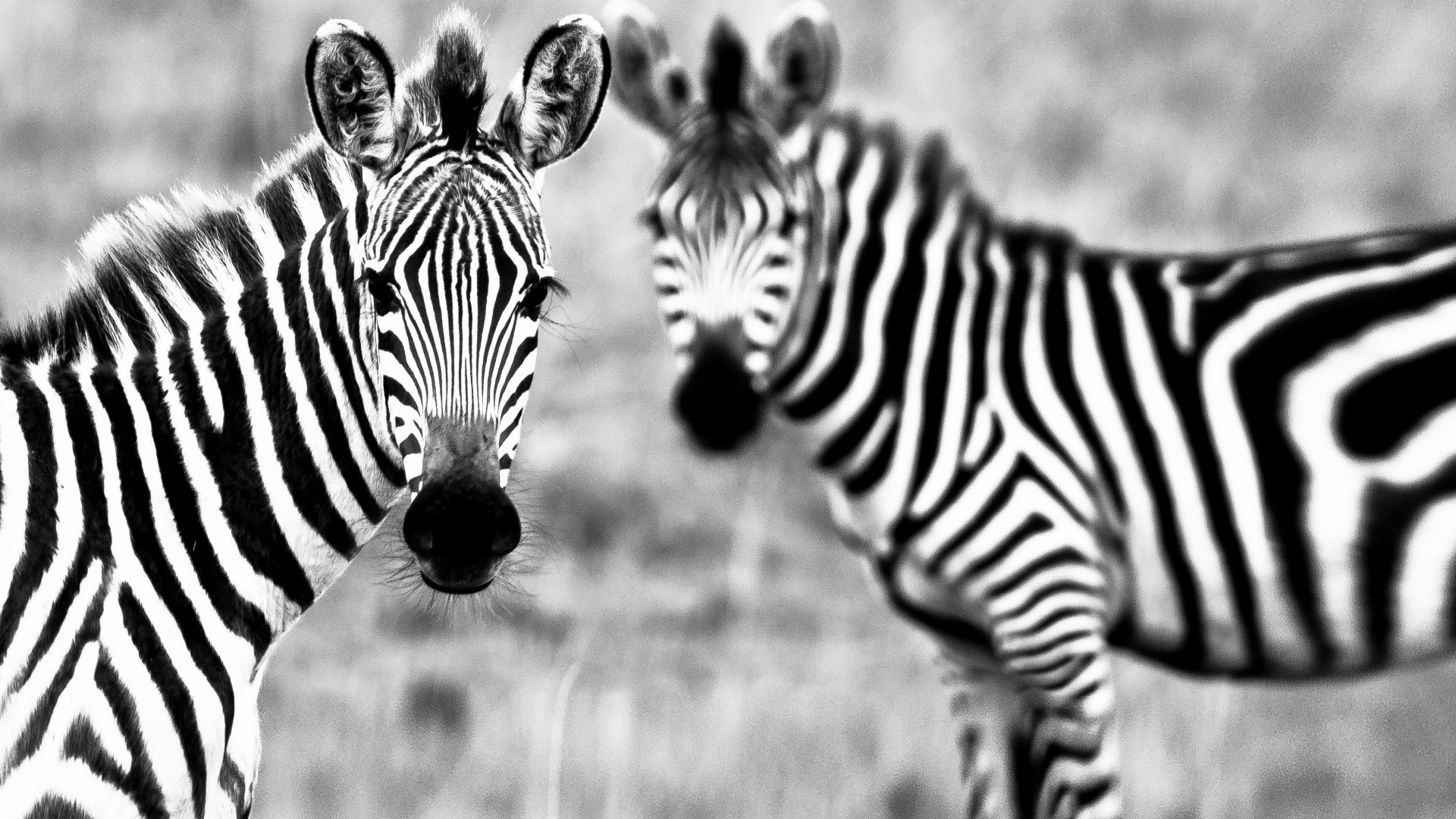 Зебра, черное и белое, пара, милые животные, Zebra, Black & White, couple, cute animals (horizontal)