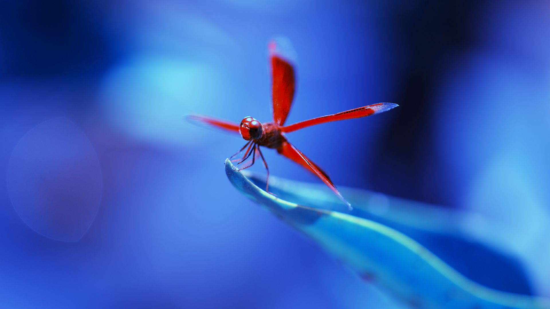 стрекоза, насекомые, синий, dragonfly, insects, blue (horizontal)