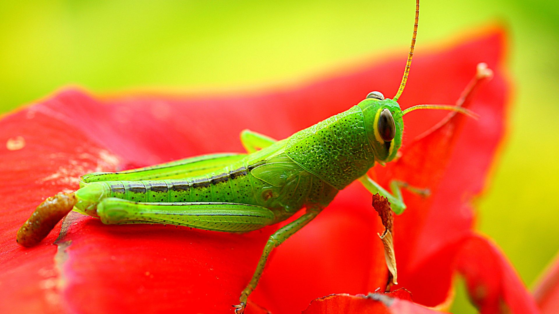 кузнечик, зеленый, цветок, красный, насекомые, grasshopper, grig, green, flower, red, insects (horizontal)