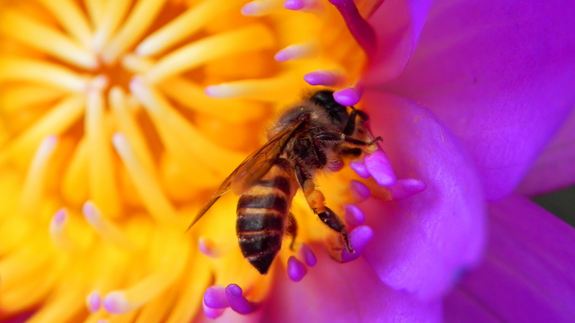 пчела, 4k, HD, цветок, красный, насекомые, bee, 4k, HD wallpaper, flower, red, insects (horizontal)