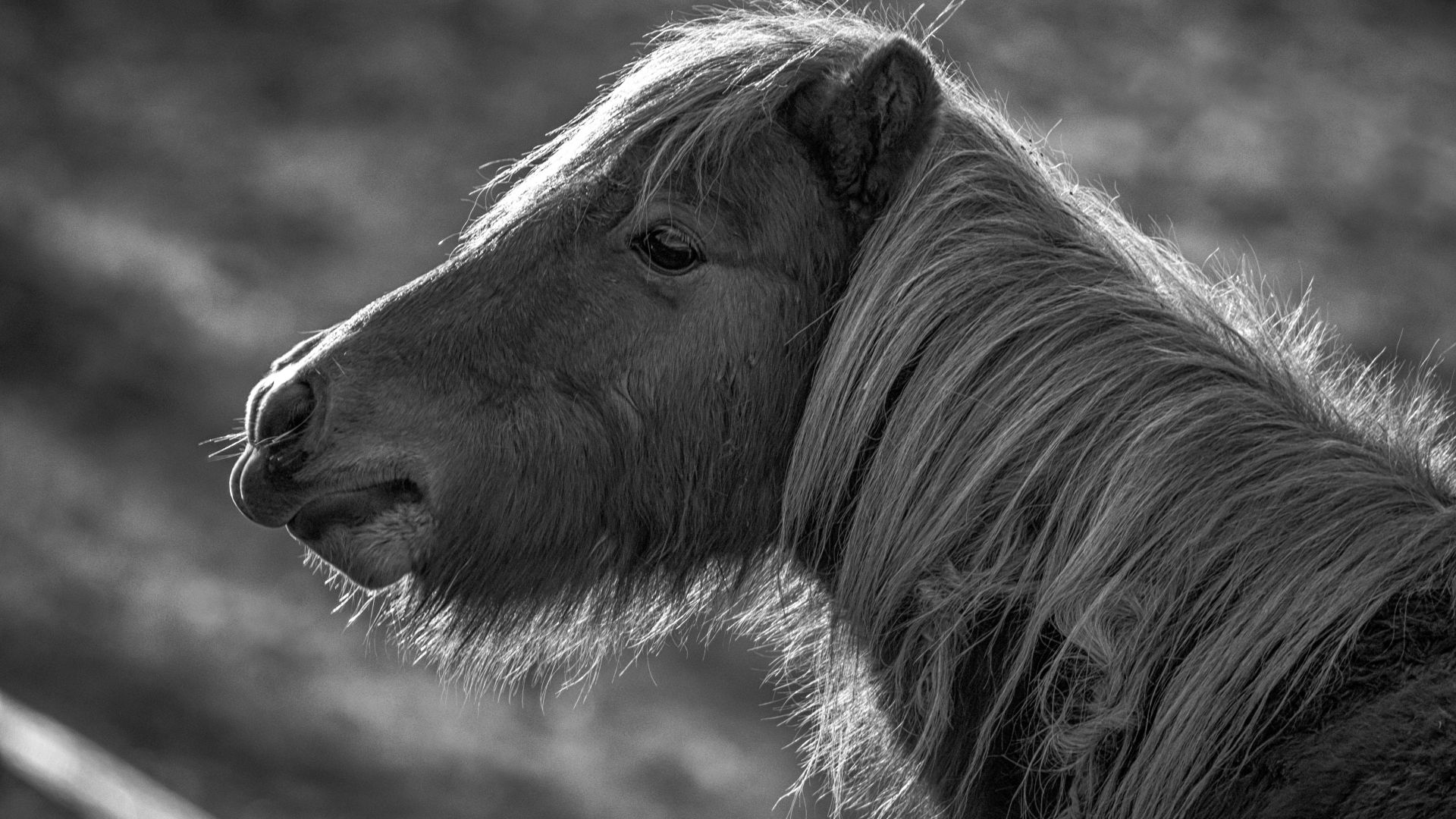Пони, лошадь, черно белое, Horse, Pony, black and white (horizontal)