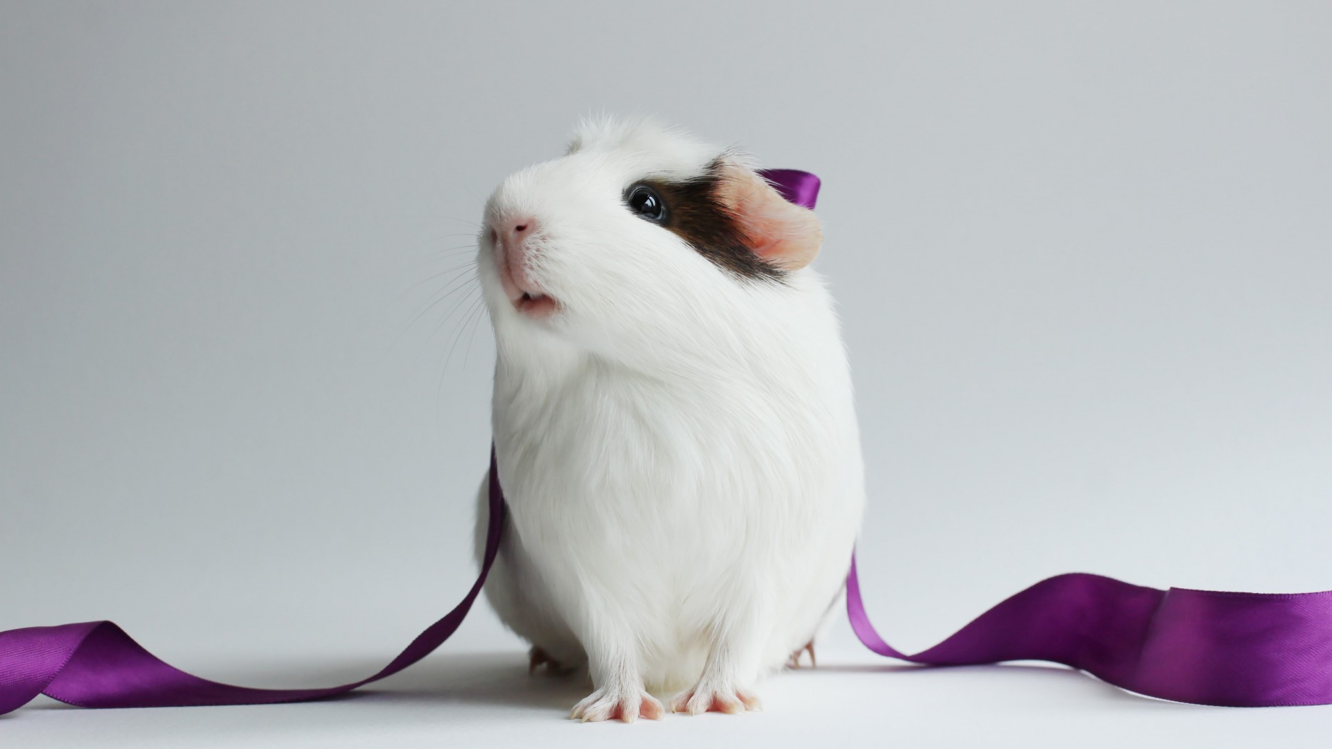 морская свинка, милая, белая, фиолетовая, лента, белый фон, hamster, cute hamster, white, close-up, purple, ribbon, white background (horizontal)