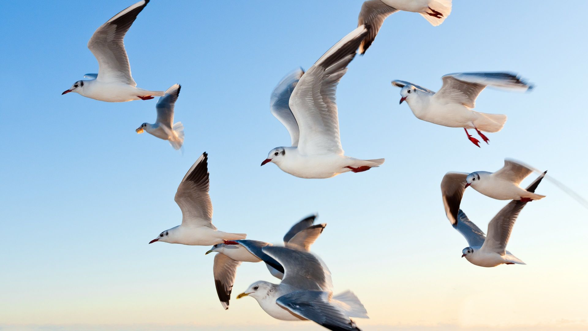 Чайки, небо, gull, sky, seagulls (horizontal)