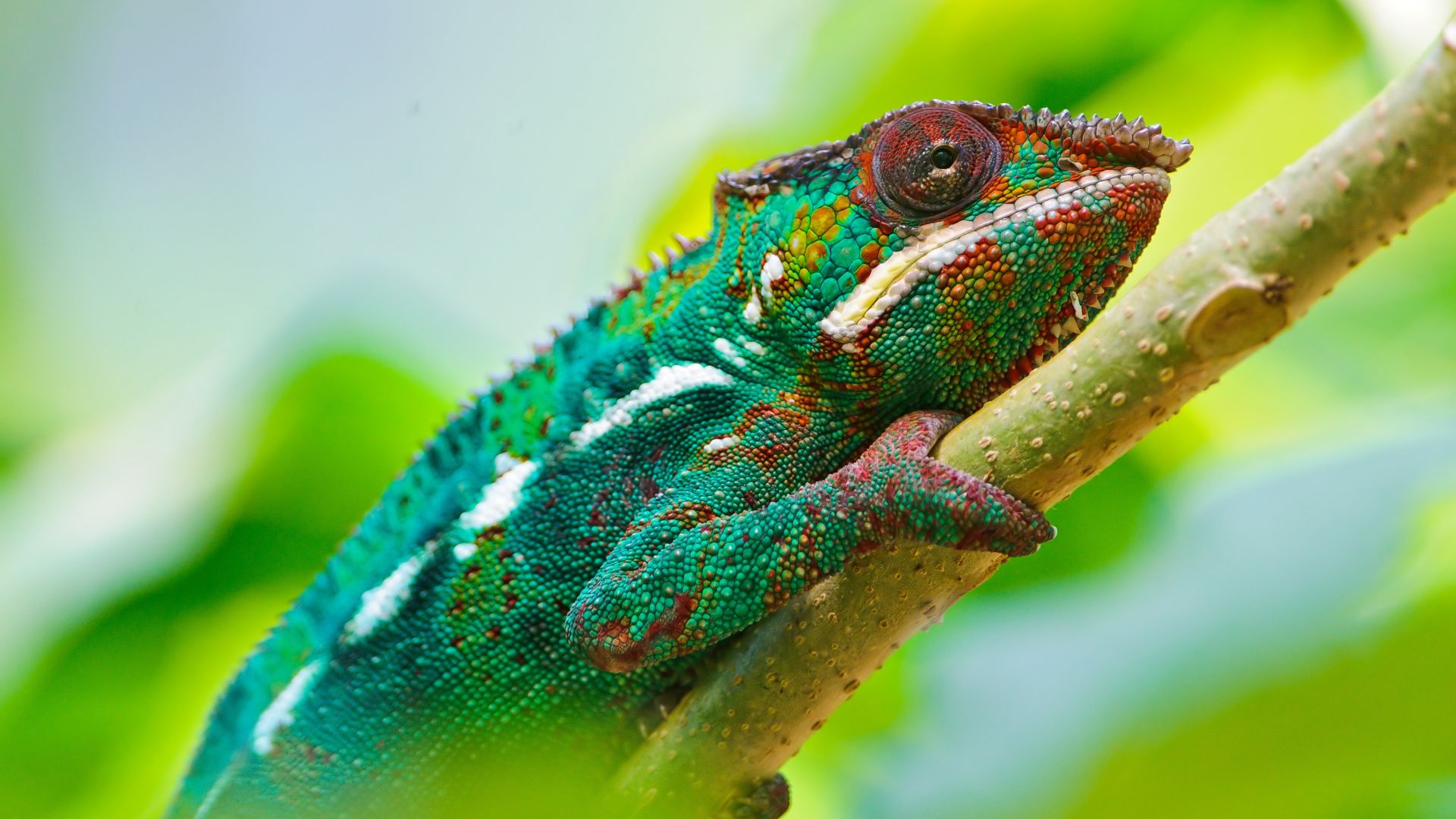 Хамелеон, взгляд, цвета, Chameleon, look, Colorful (horizontal)