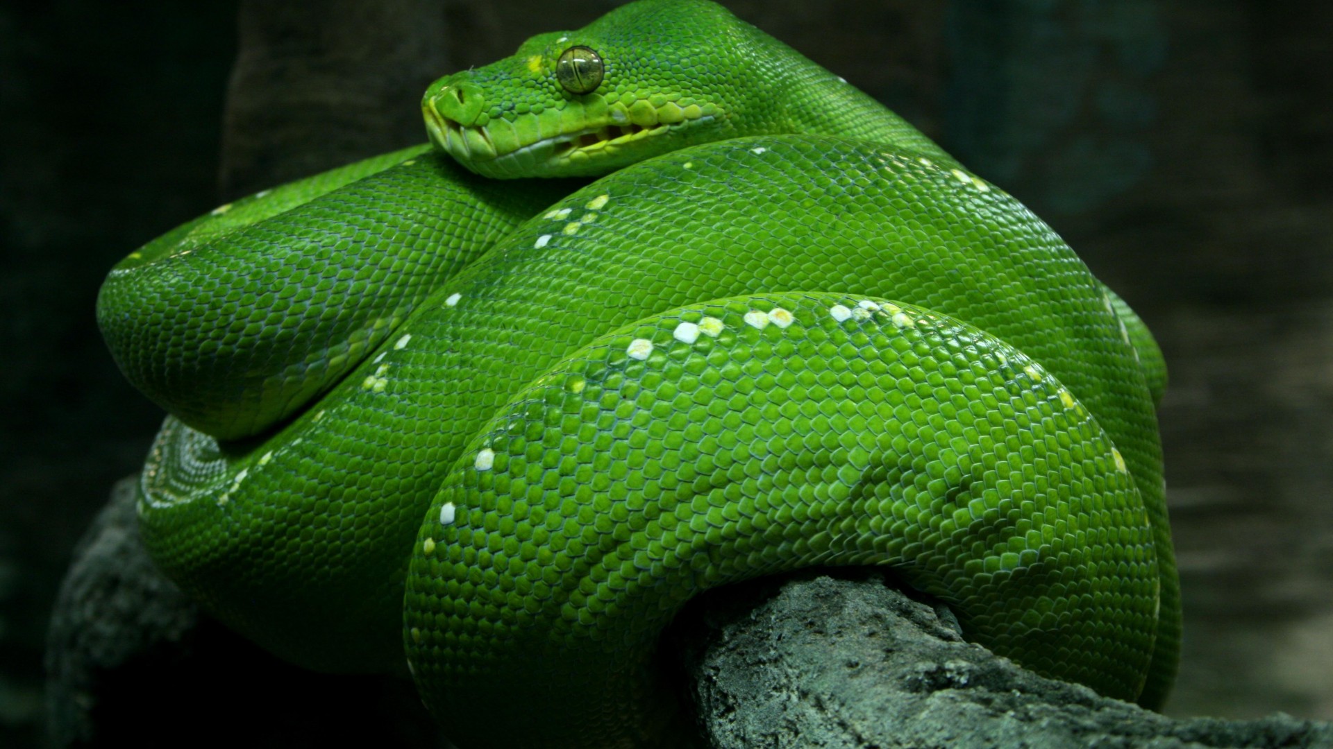питон, 4k, HD, змея, сингапур, зеленая, глаза, туризм, Python, Singapore, 4k, HD wallpaper, zoo, Emerald, Green, snake, eyes, close-up, tourism (horizontal)