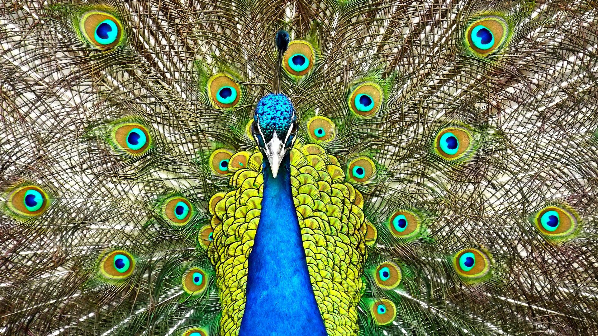 Павлин, перо, Peacock, feathers (horizontal)