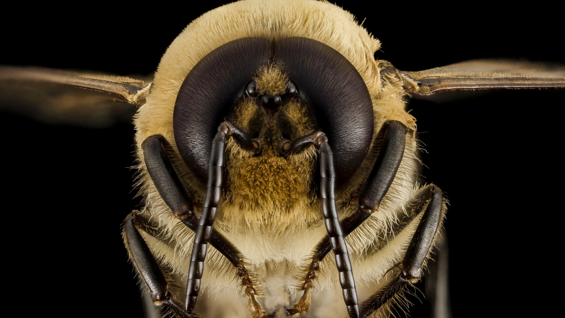 оса, пчела, шмель, макро, насекомые, глаза, крылья, Bee, wasps, bumblebee, macro, insect, eyes, wings, black background (horizontal)