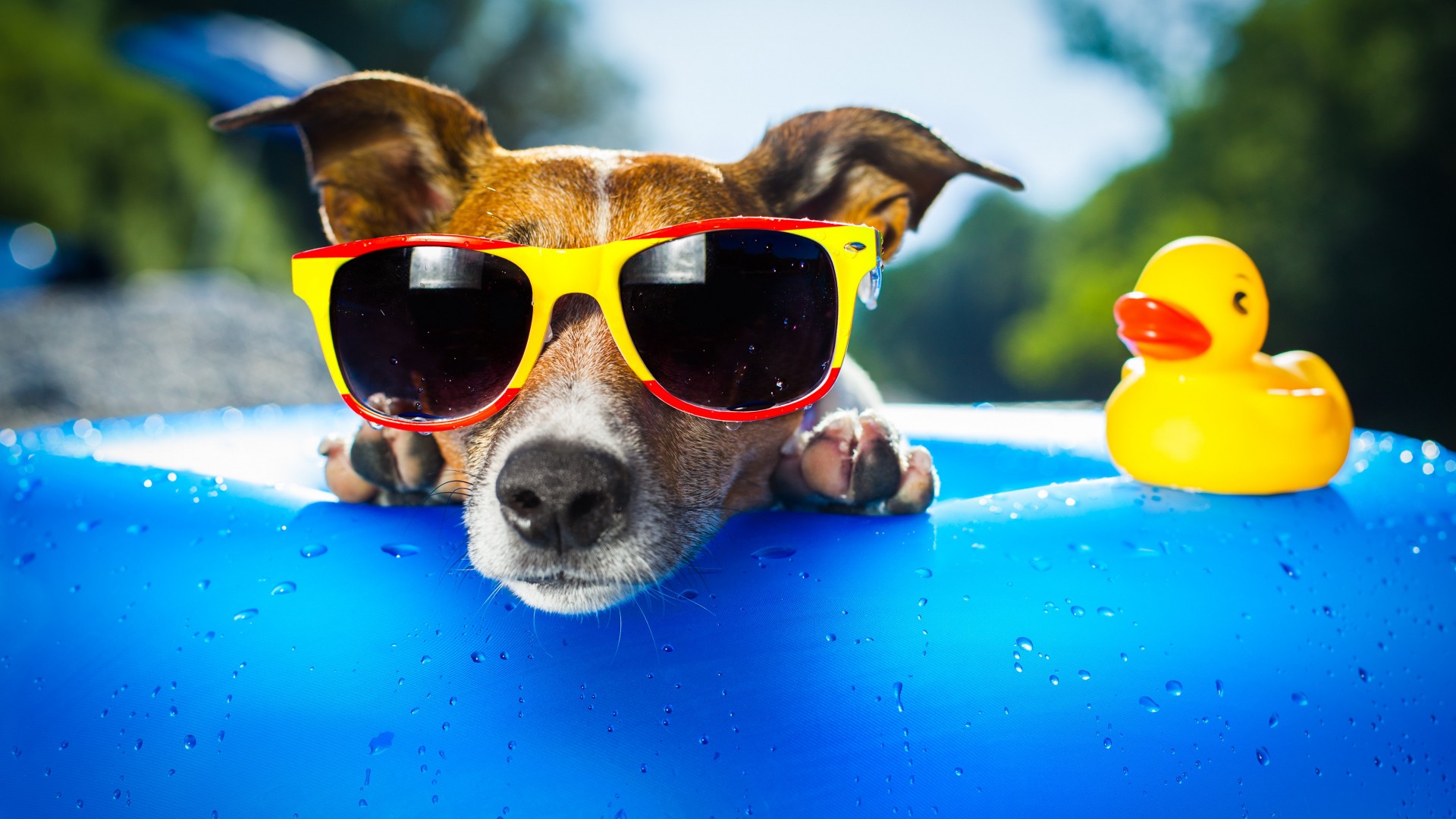собака, щенок, утка, очки, пляж, лето, капли, курорт, голубой, Dog, puppy, duck, glasses, drops, summer, resort, funny, beach, blue (horizontal)