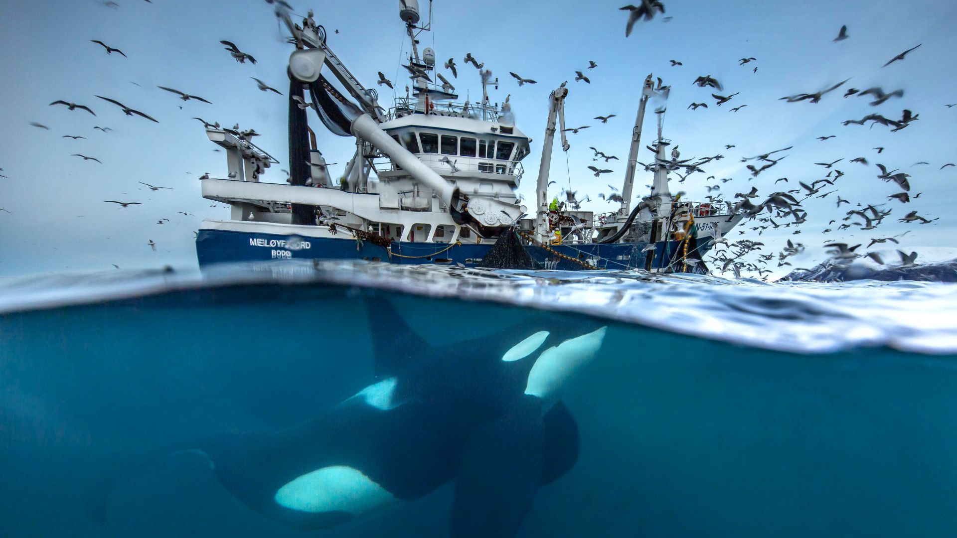 кит, лодка, птицы, океан, 2016 Wildlife Photography finalist, whale, boat, birds, Norway, Ocean, underwater (horizontal)