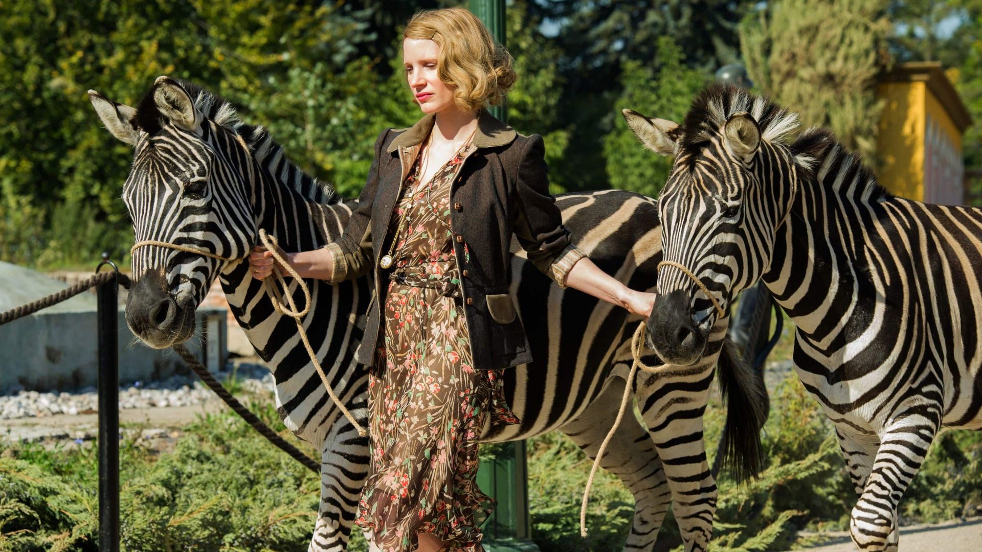 Жена смотрителя зоопарка, Джессика Честейн, зебра, лучшие фильмы, The Zookeeper's Wife, Jessica Chastain, zebra, best movies (horizontal)