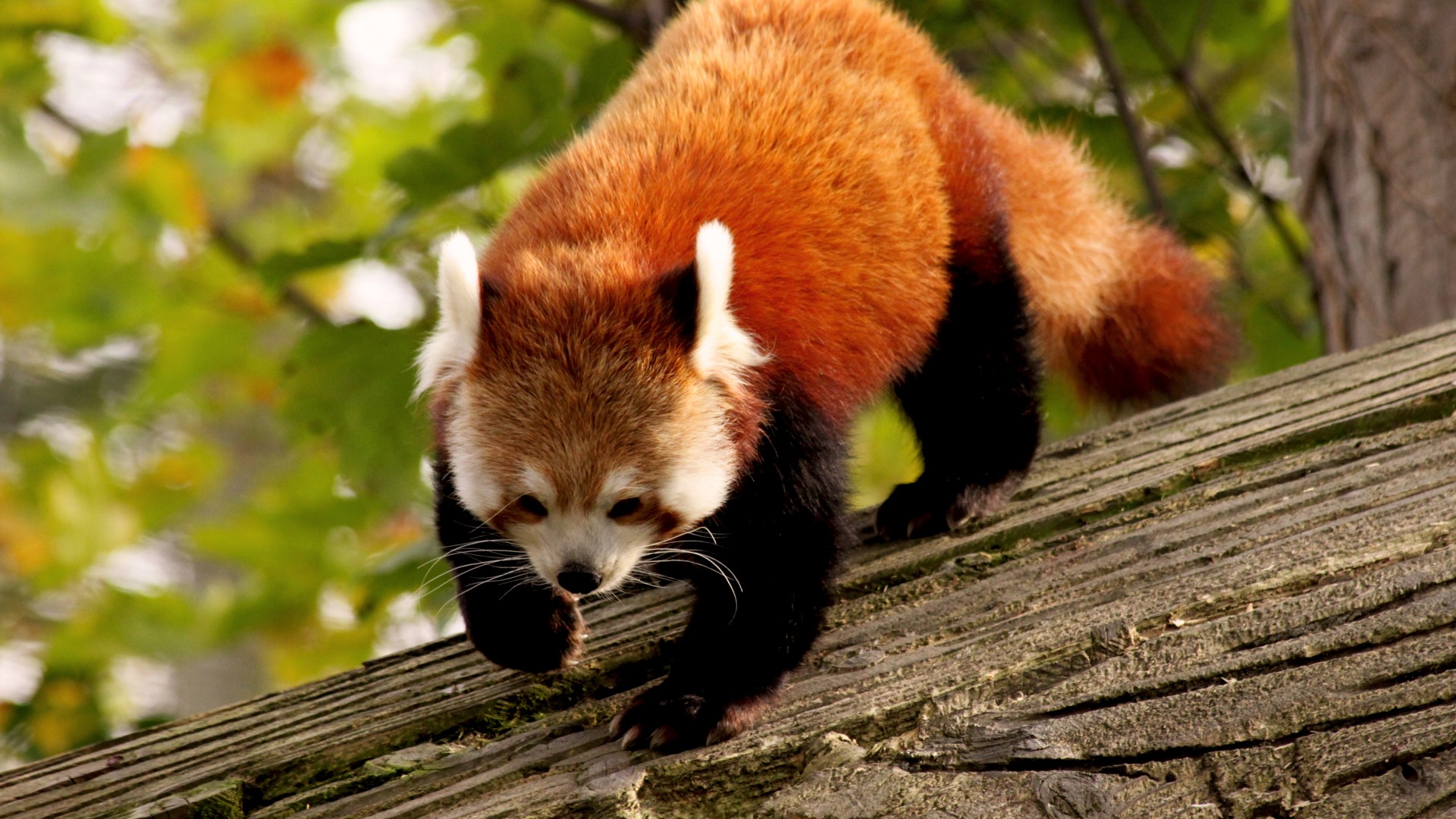 красная панда, животное, природа, ветка, зеленый, мех, Red Panda, animal, nature, branch, green, fur, wild (horizontal)