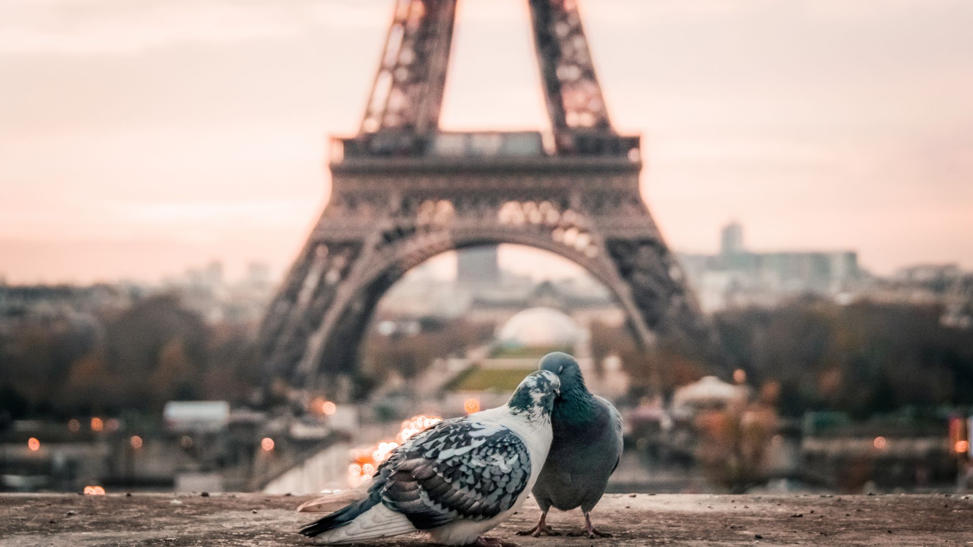 фото любовь, голуби, love image, doves, 4k, paris (horizontal)