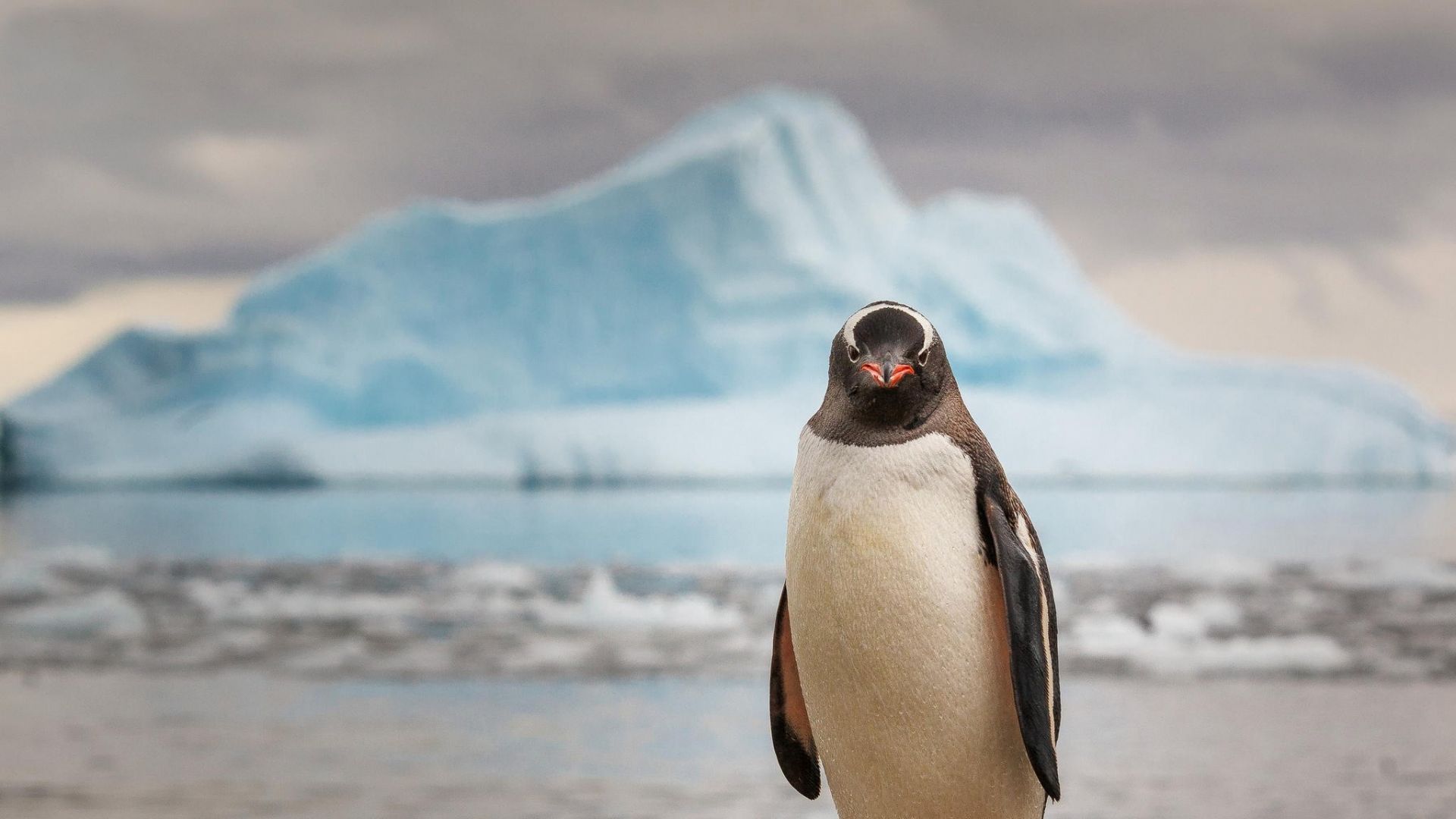 пингвин, penguin, 4k (horizontal)