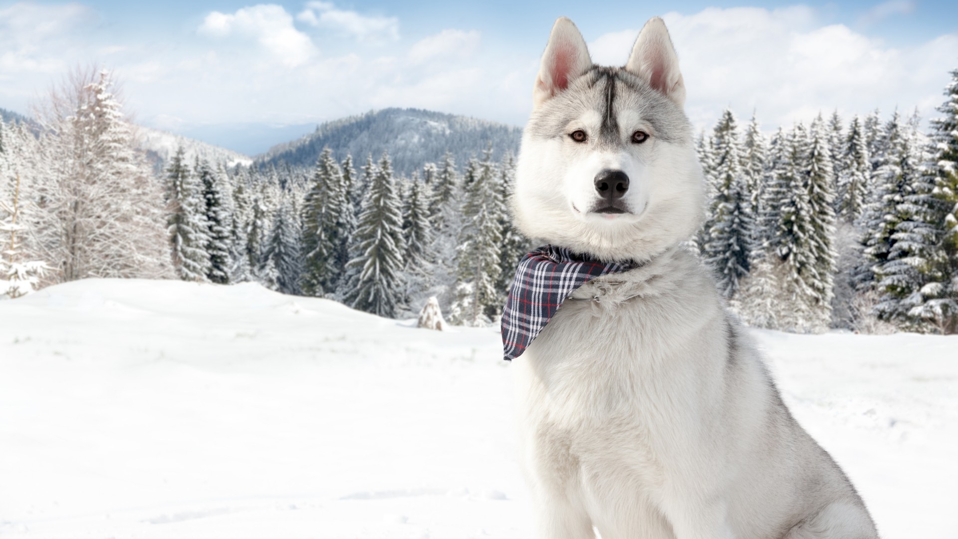 хаски, собака, снег, зима, лес, белый, животное, питомец, Huskies, Dog, puppy, snow, forest, winter, white, animal, pet,  (horizontal)