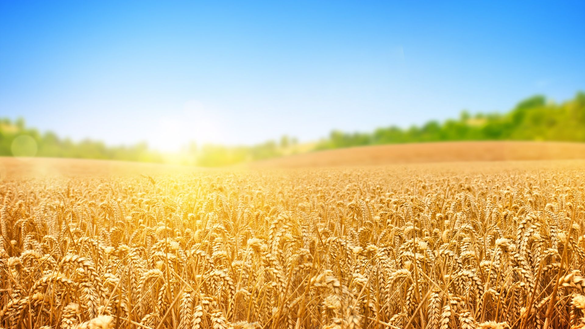 пшеница, поле, природа, небо, wheat, field, nature, sky, 4k (horizontal)