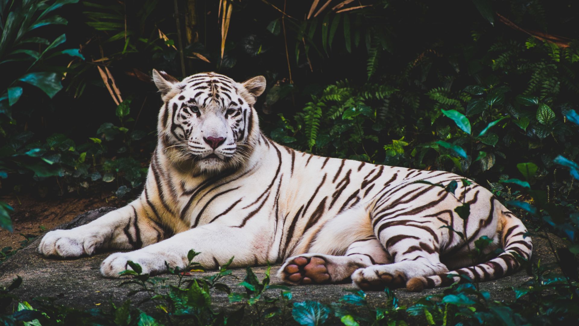 белый тигр, white tiger, 4k (horizontal)