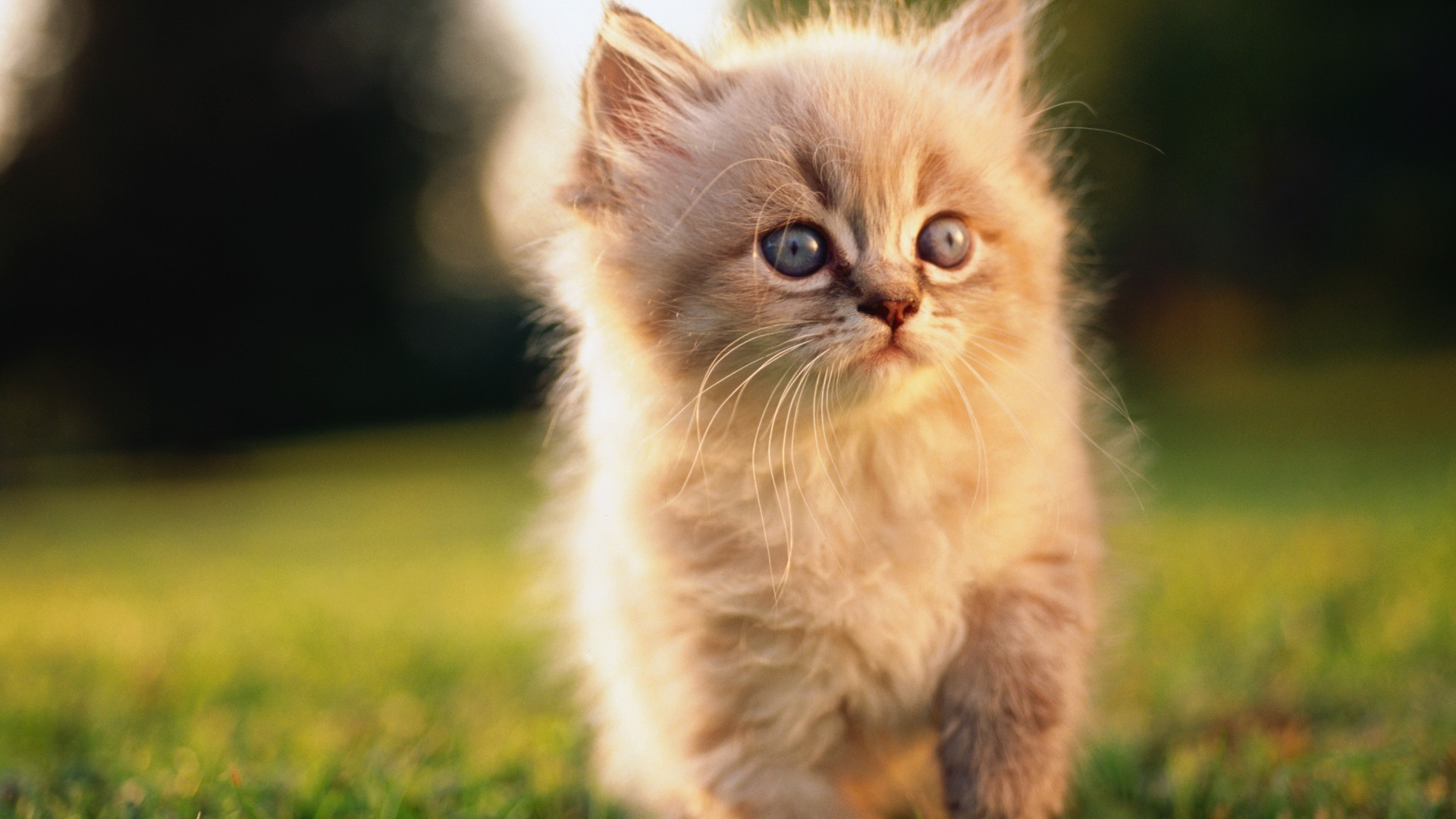 кошка, котенок, серый, шерсть, милый, животное, питомец, Cat, kitten, blue, eyes, gray, wool, cute, animal, pet, green grass, nature (horizontal)